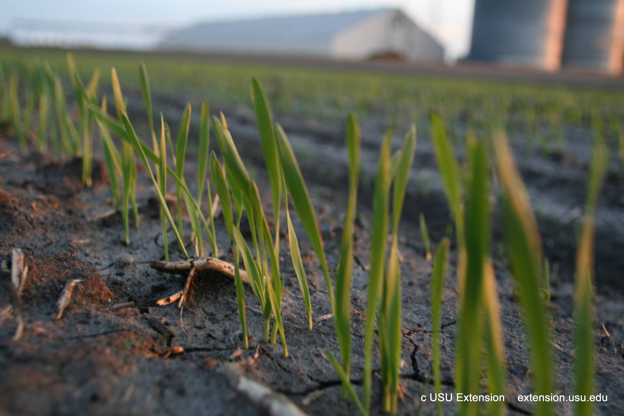 Izdavanje preporuke za gnojidbu